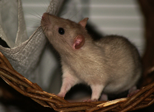 К чему снятся крысы: толкование по разным сонникам