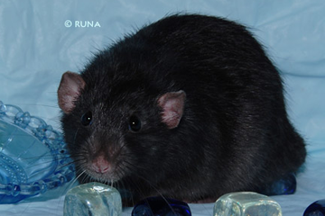 Домашние крысы: уход и обустройство клетки - Грызуны обзор на Gomeovet