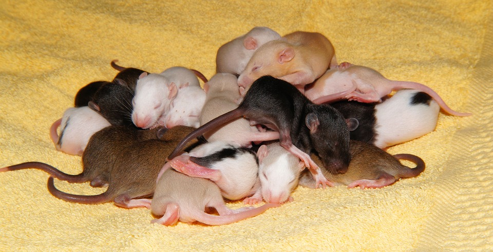 Серая крыса — Википедия