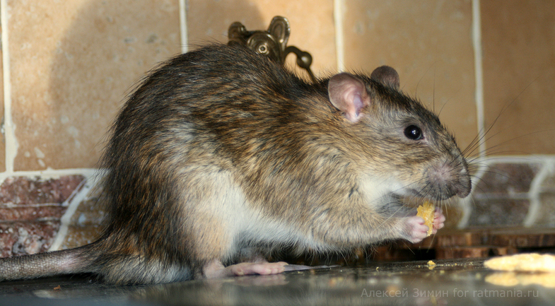 Дикие крысы (пасюки) в домашних условиях. Часть 1 | Ратмания